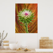 Distel (Carduus nutans) Poster (Keuken)
