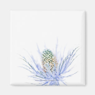 Distel hoofd in close-up magneet