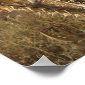 Distel in een droog landschap. poster (Hoek)