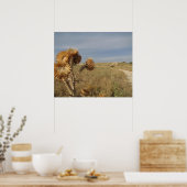 Distel in een droog landschap. poster (Keuken)