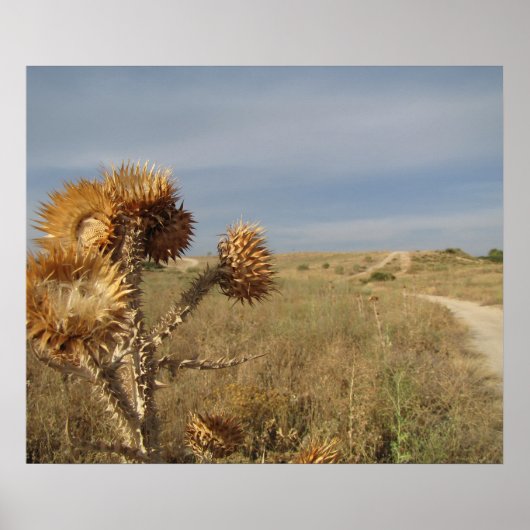 Distel in een droog landschap. poster (Voorkant)