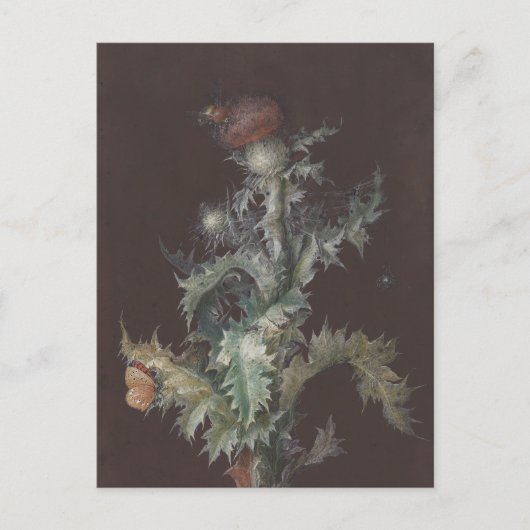 Distel met Insecten 1755 Johann C. Dietzsch Briefkaart (Voorkant)