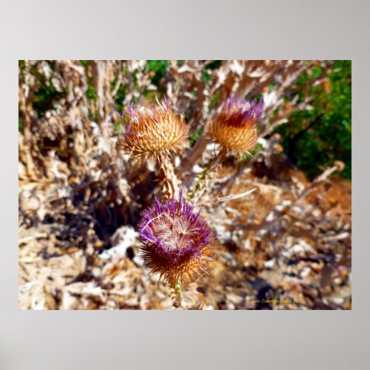 Distel Poster (Voorkant)