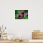 Distelbloem Poster (Keuken)