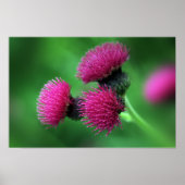 Distelbloem Poster (Voorkant)