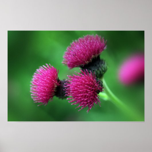 Distelbloem Poster (Voorkant)