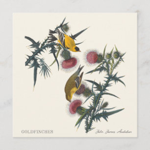 Distelvinken door John James Audubon