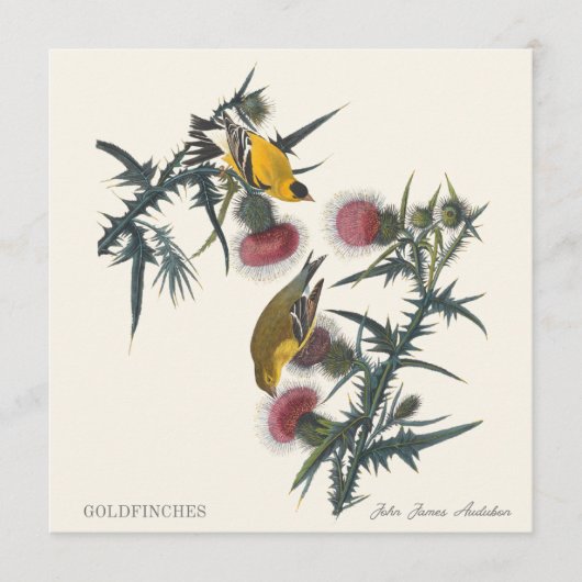 Distelvinken door John James Audubon (Voorkant)
