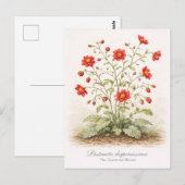 Distracta dispersissima - De Verspreide Bloei Briefkaart (Voorkant / Achterkant)