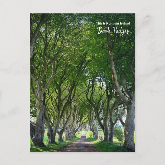 Dit is de Dark Hedges - Noord-Ierland Briefkaart (Voorkant)