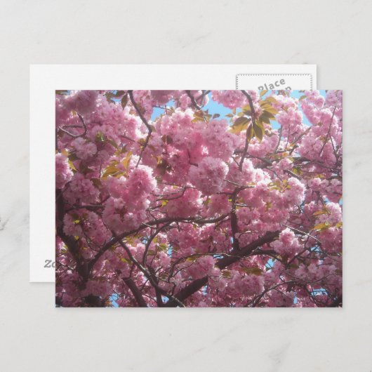 Dit is mijn kersenbloesem briefkaart. briefkaart (Voorkant / Achterkant)