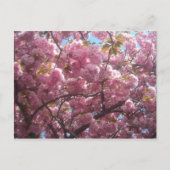 Dit is mijn kersenbloesem briefkaart. briefkaart (Voorkant)