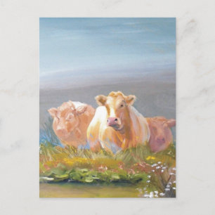 Dit is ons terrein! briefkaart