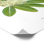 Dita (Alstonia scholaris) Ph Forest Blooms Poster (Hoek)