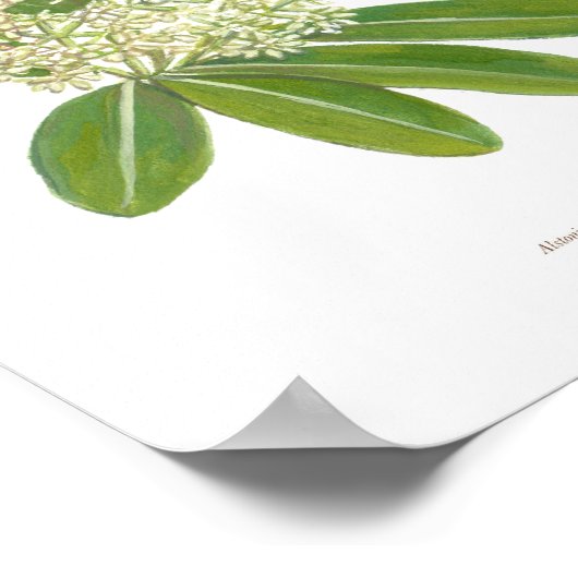 Dita (Alstonia scholaris) Ph Forest Blooms Poster (Hoek)