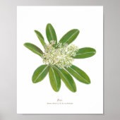Dita (Alstonia scholaris) Ph Forest Blooms Poster (Voorkant)
