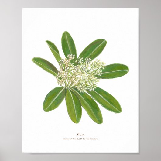 Dita (Alstonia scholaris) Ph Forest Blooms Poster (Voorkant)
