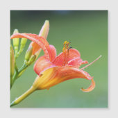 Ditch Lily (Voorkant)