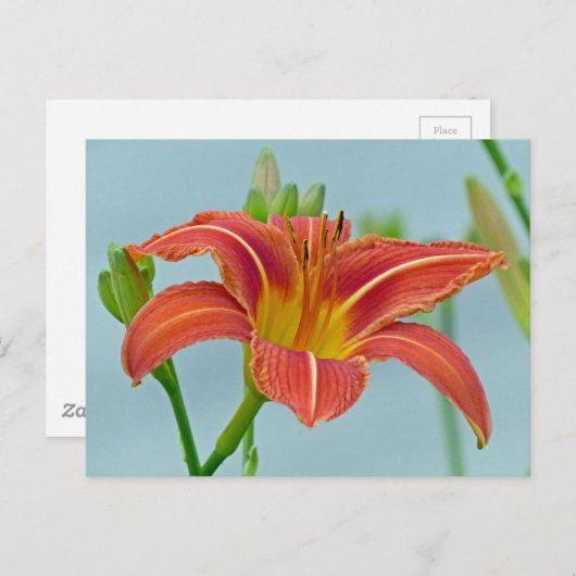 Ditch Lily Briefkaart (Voorkant / Achterkant)