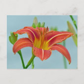 Ditch Lily Briefkaart (Voorkant)