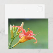 Ditch Lily Briefkaart (Voorkant / Achterkant)