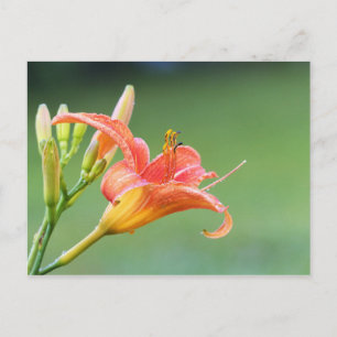 Ditch Lily Briefkaart