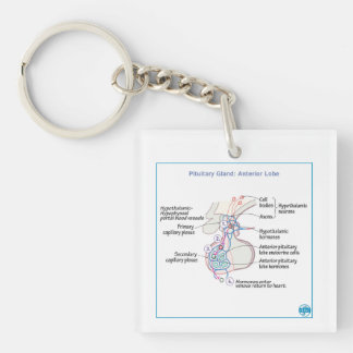 DITKI Anterior Pituitary Gland Physiology Sleutelh Sleutelhanger