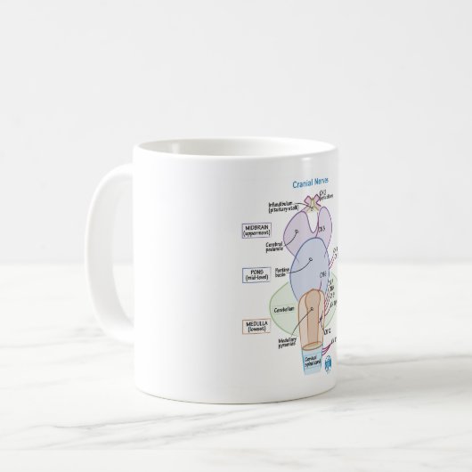 DITKI Brainstem Mok (Voorkant links)