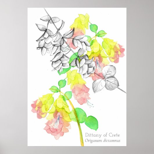 Dittany of Crete Origanum dictamnus Botanical Poster (Voorkant)