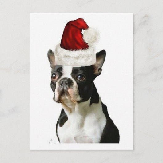 Ditzy Dogs~Original Briefkaart~Boston Terrier Briefkaart (Voorkant)