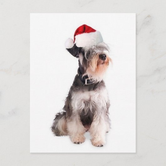 Ditzy Dogs~Original Briefkaart~Miniature Schnauzer Briefkaart (Voorkant)