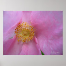 Dive in de Bloerzone!