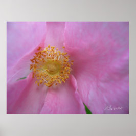 Dive in de Bloerzone! Poster