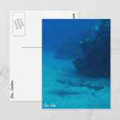 Dive Saba briefkaart-Zenuwhaai Briefkaart (Voorkant / Achterkant)