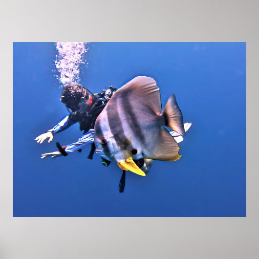 Diver en Batfish Poster (Voorkant)