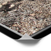 Diverse congres, Arizona Rattlesnakes Poster (Hoek)