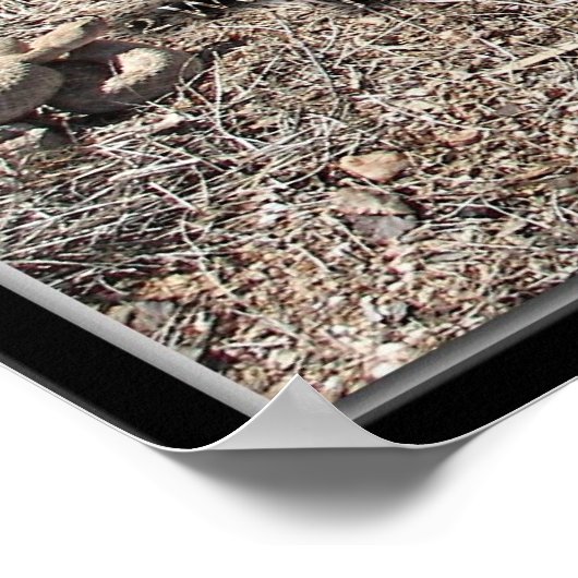 Diverse congres, Arizona Rattlesnakes Poster (Hoek)