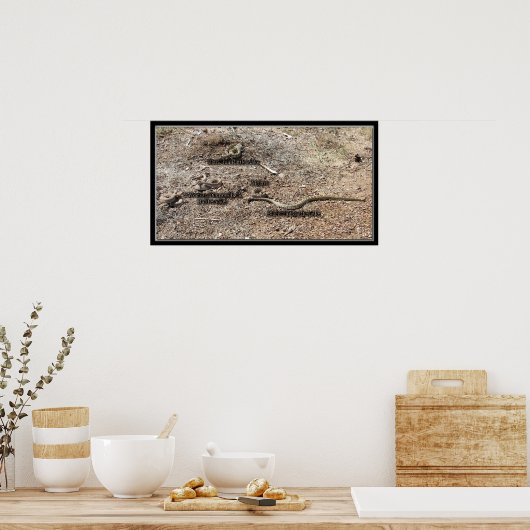 Diverse congres, Arizona Rattlesnakes Poster (Keuken)