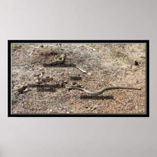 Diverse congres, Arizona Rattlesnakes Poster