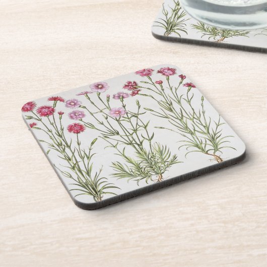 Diverse Dianthus-variëteiten uit de "Hortus Ey" Bier Onderzetter (Linkerzijde)