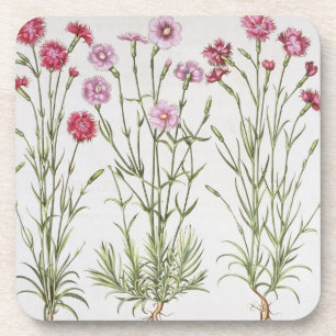 Diverse Dianthus-variëteiten uit de "Hortus Ey" Bier Onderzetter