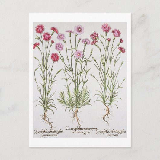 Diverse Dianthus-variëteiten uit de "Hortus Ey" Briefkaart (Voorkant)