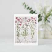 Diverse Dianthus-variëteiten uit de "Hortus Ey" Briefkaart (Staand voorkant)