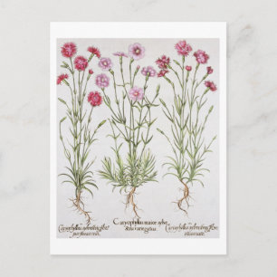 Diverse Dianthus-variëteiten uit de "Hortus Ey" Briefkaart