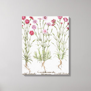 Diverse Dianthus-variëteiten uit de "Hortus Ey" Canvas Afdruk