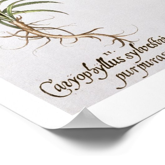 Diverse Dianthus-variëteiten uit de "Hortus Ey" Poster (Hoek)