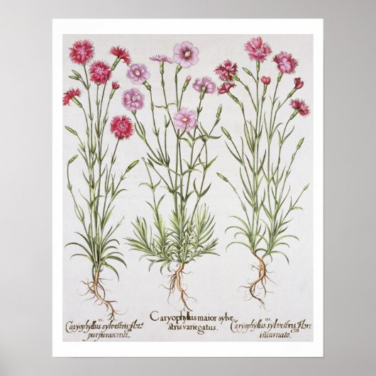 Diverse Dianthus-variëteiten uit de "Hortus Ey" Poster (Voorkant)