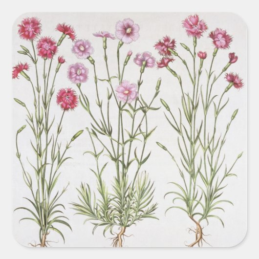 Diverse Dianthus-variëteiten uit de "Hortus Ey" Vierkante Sticker (Voorkant)