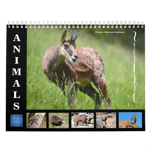 Diverse dieren 12-maandkalender kalender (Hoes)