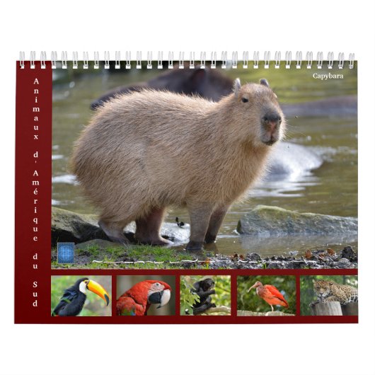 Diverse dieren in Zuid-Amerika: 12-maandkalender Kalender (Hoes)